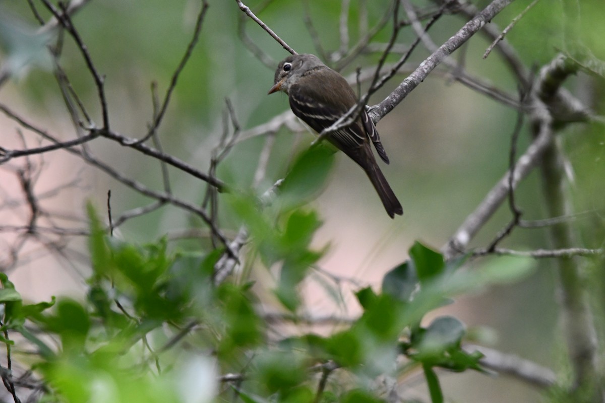 Acadian Flycatcher - ML634792479