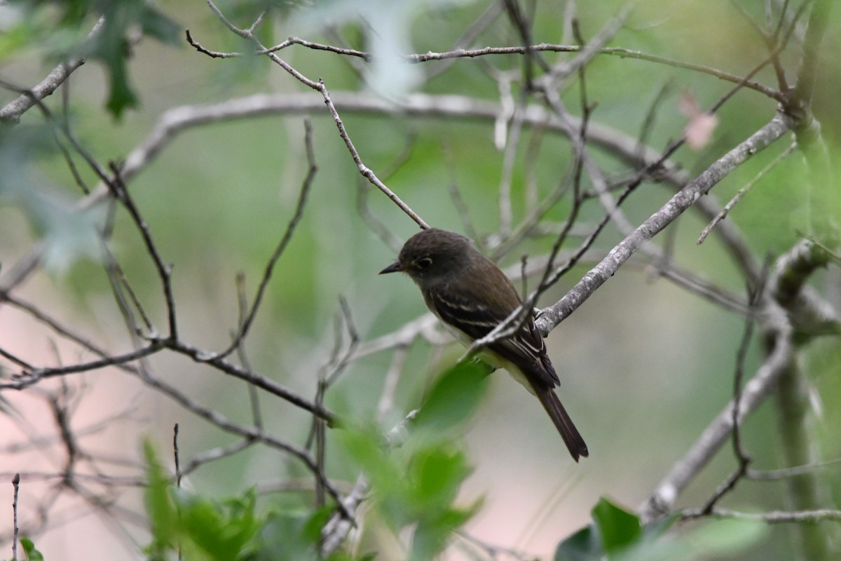 Acadian Flycatcher - ML634792486