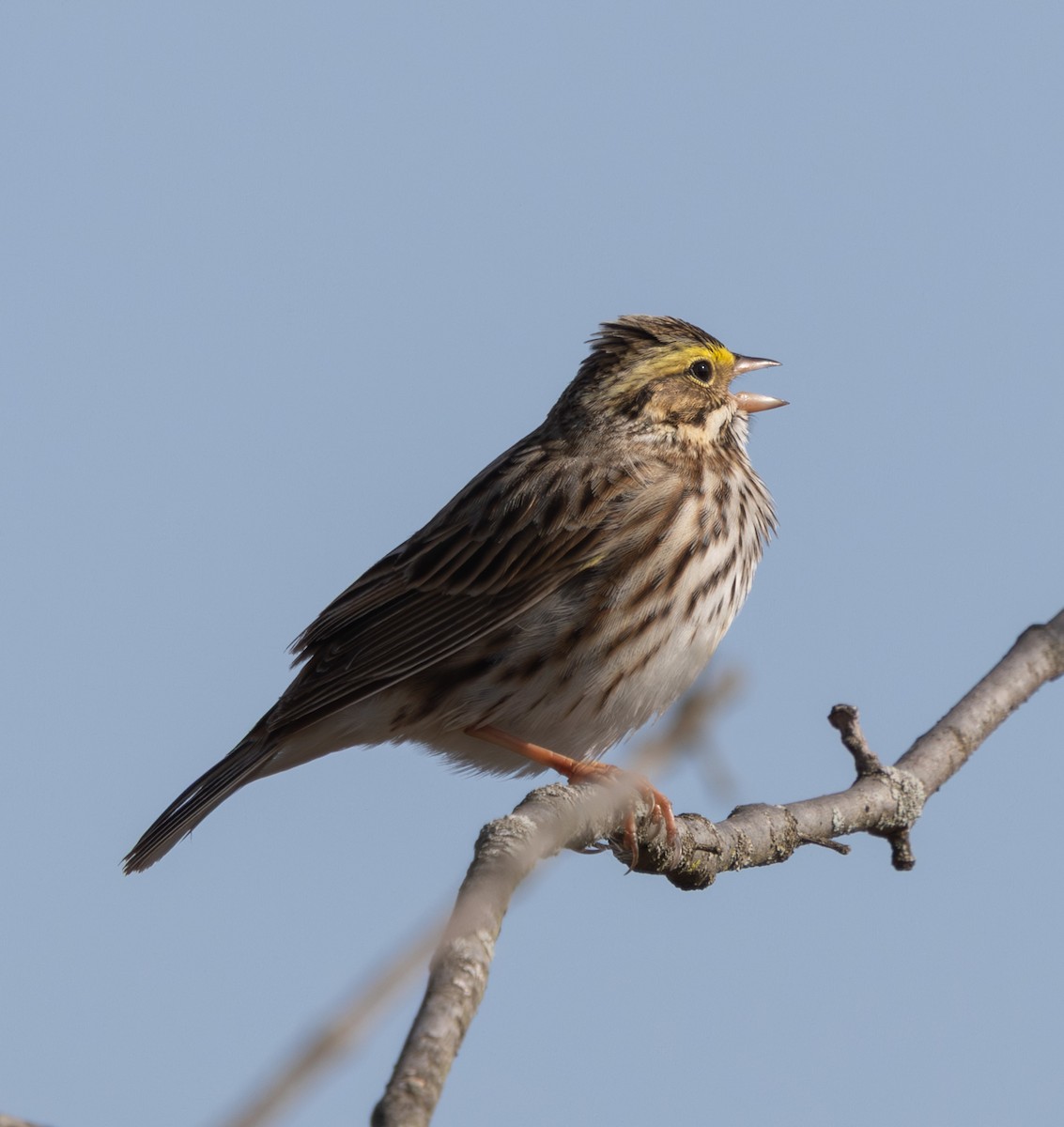 Savannah Sparrow - ML634792512