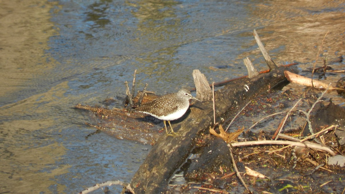 Solitary Sandpiper - ML634792521