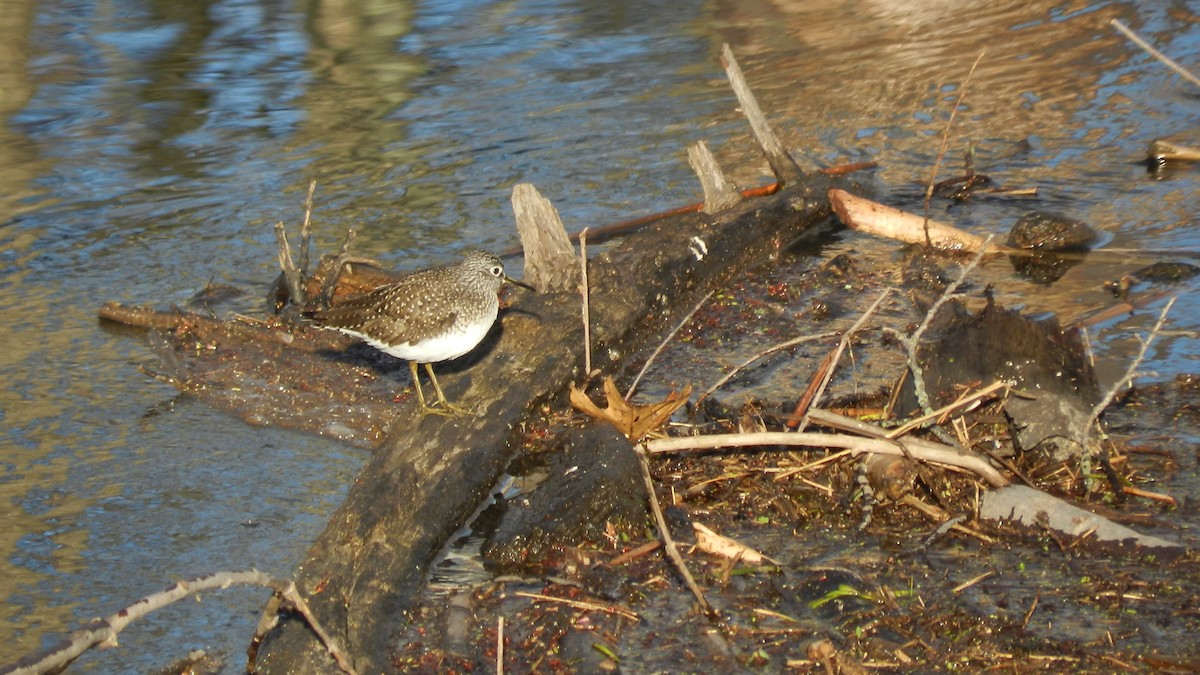 Solitary Sandpiper - ML634792522