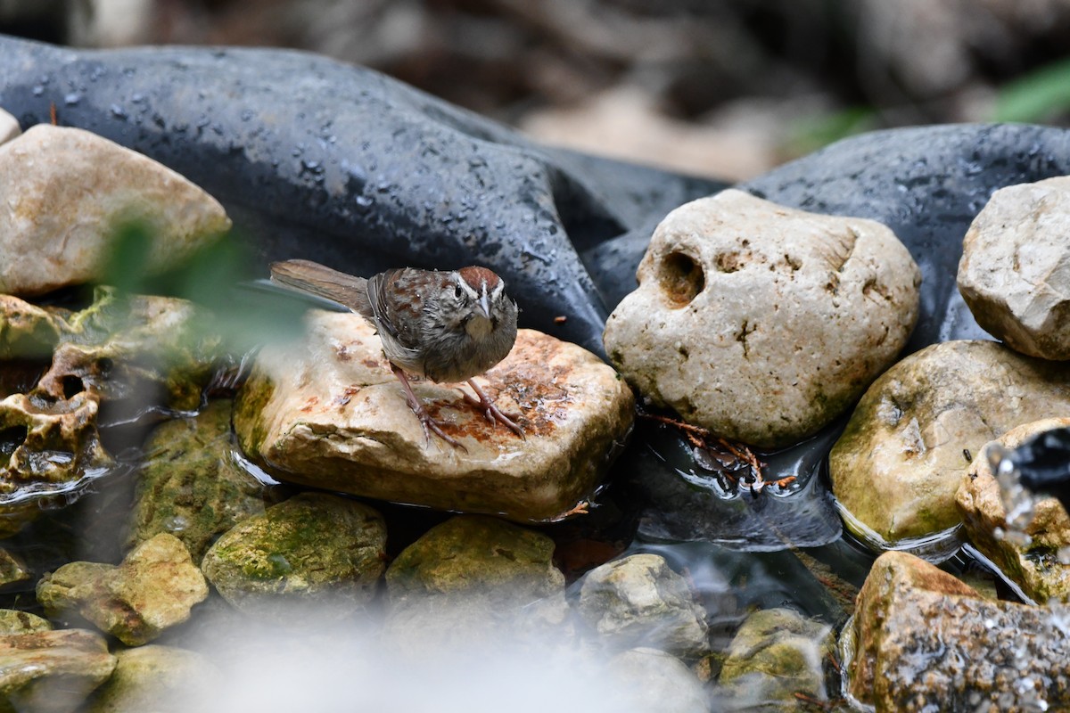 Rufous-crowned Sparrow - ML634792532
