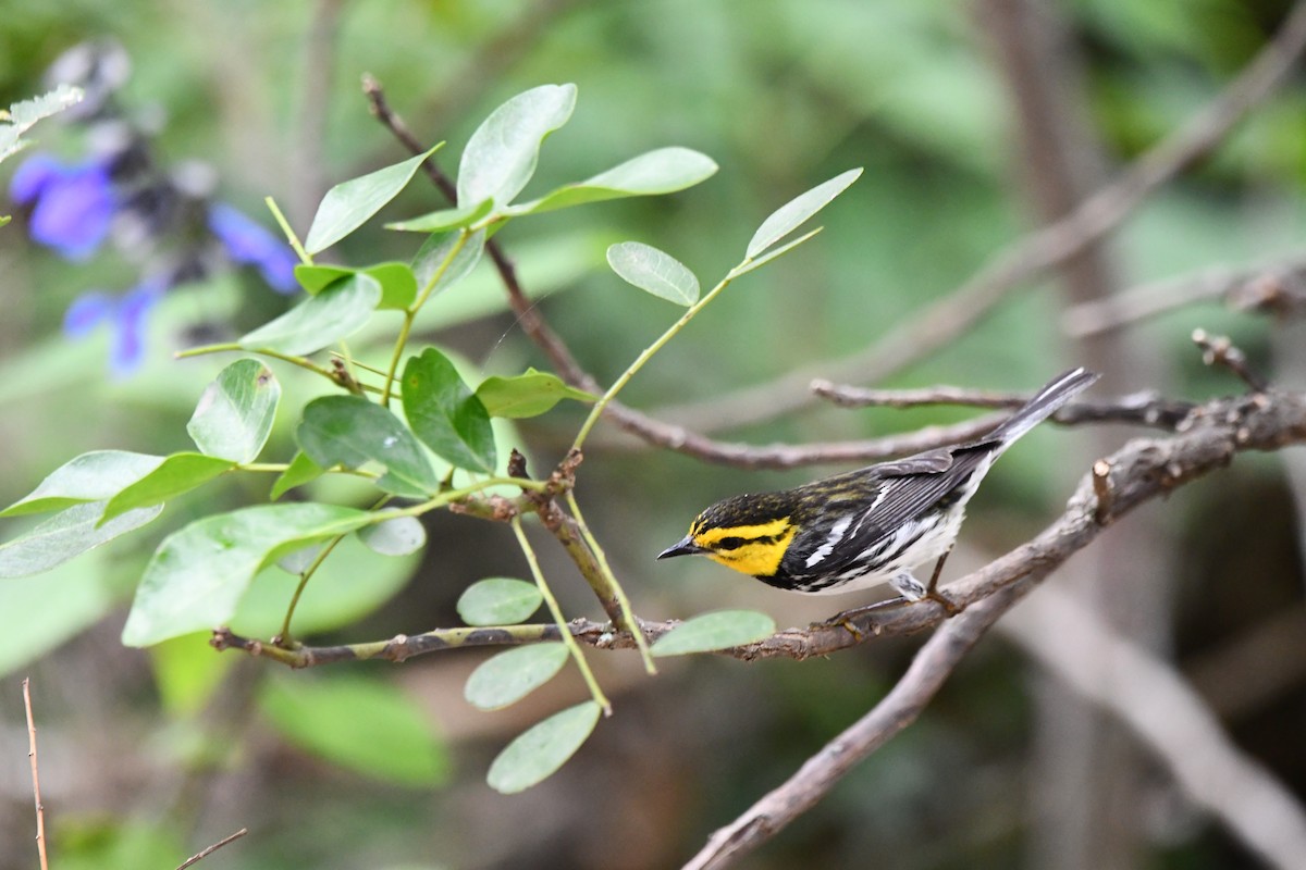 Golden-cheeked Warbler - ML634792557