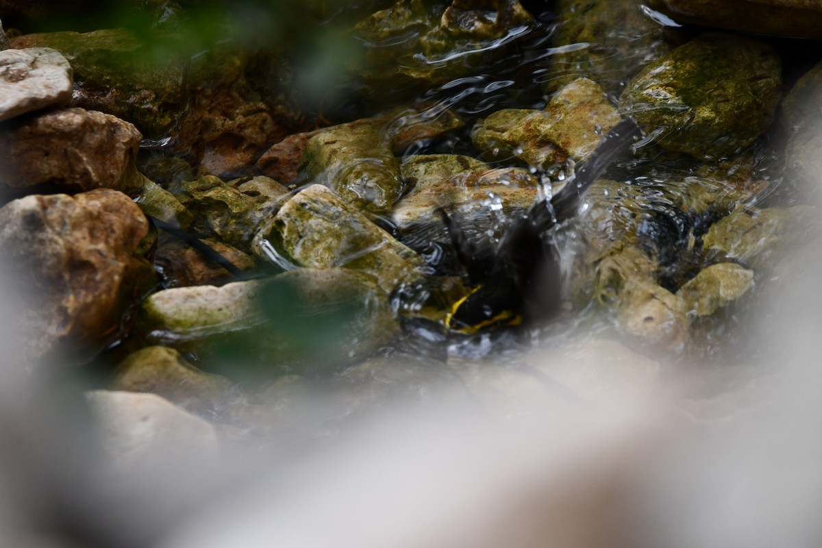 Golden-cheeked Warbler - ML634792567