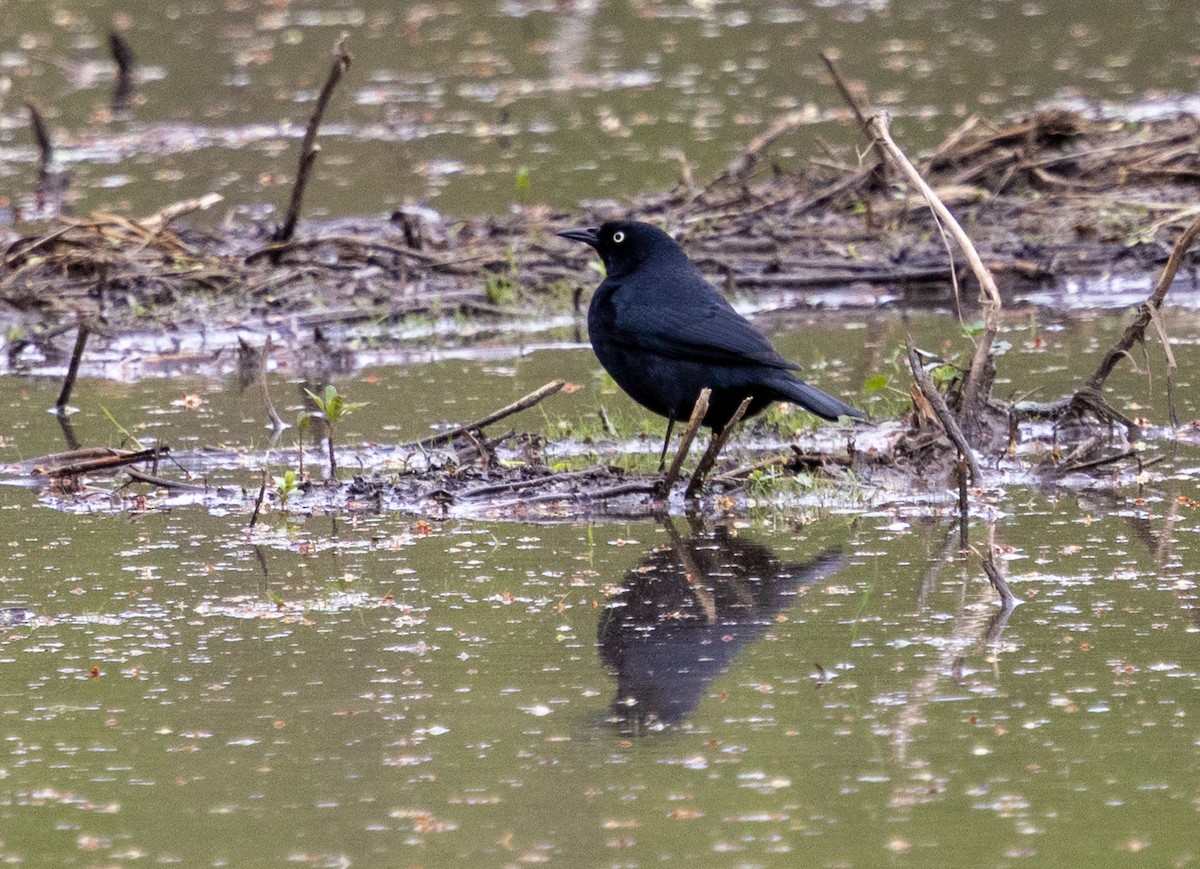 Rusty Blackbird - ML634792569