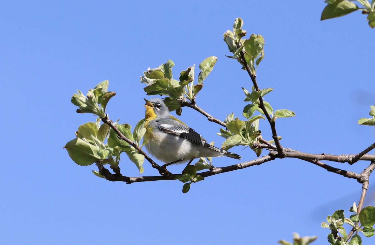 lesňáček lišejníkový - ML634792573