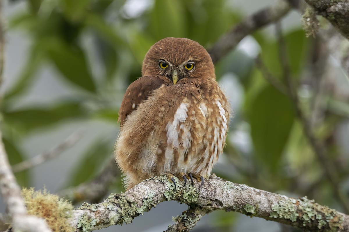 Ferruginous Pygmy-Owl - ML634792607