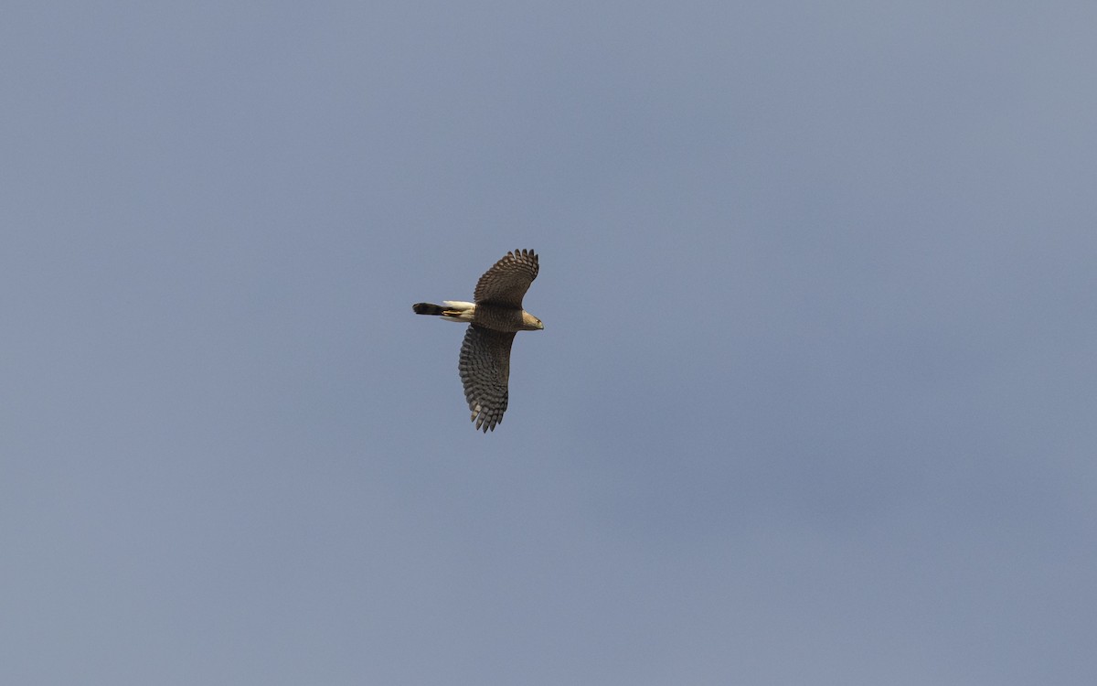 Cooper's Hawk - ML634792624