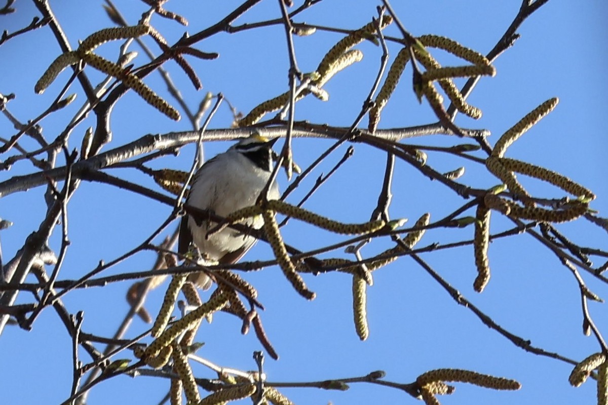 Golden-winged Warbler - ML634792658