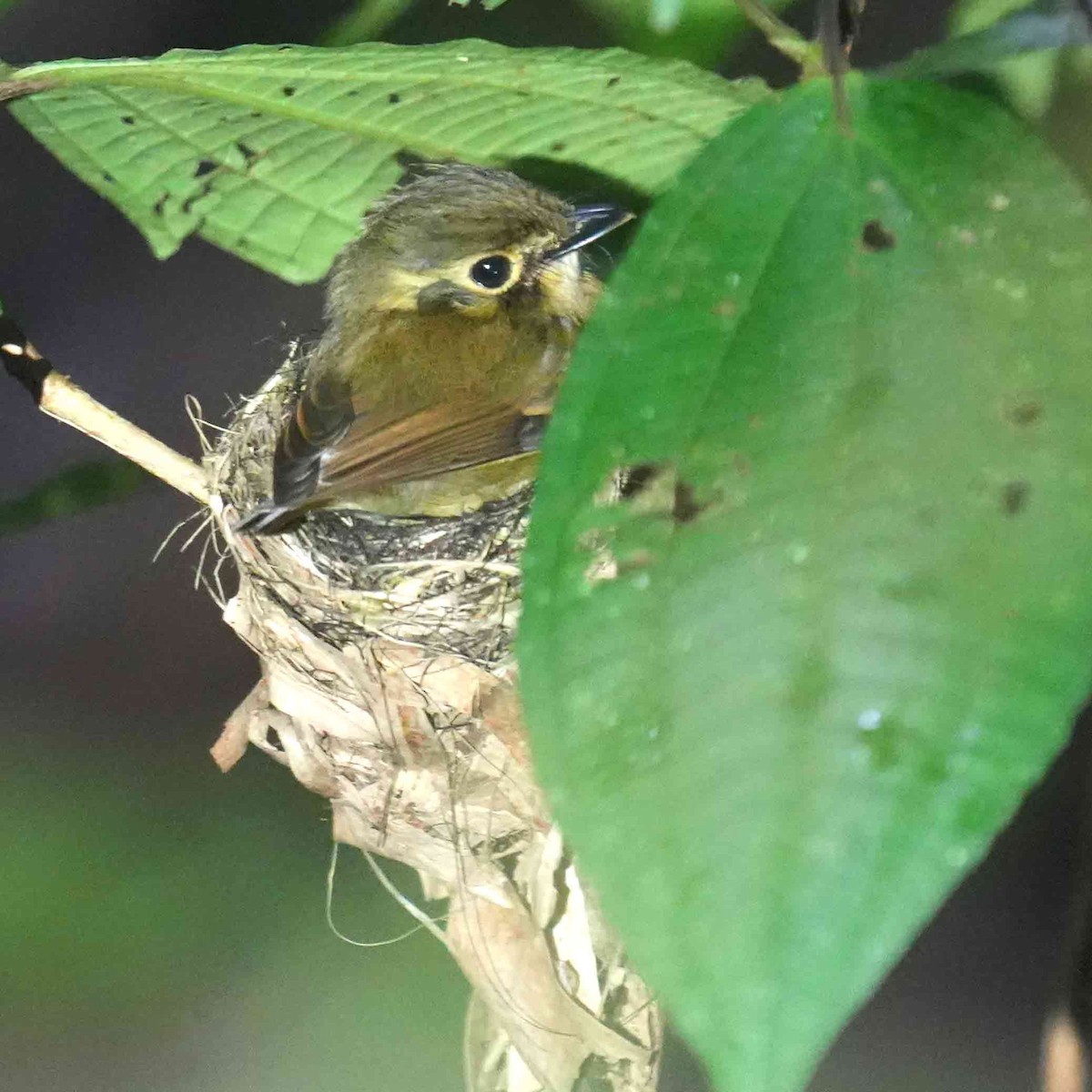 White-throated Spadebill - ML634792740