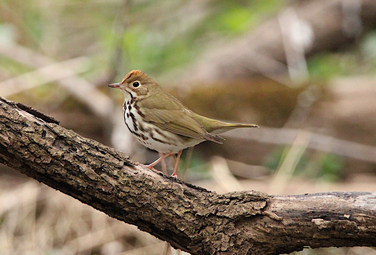 Ovenbird - ML634792791