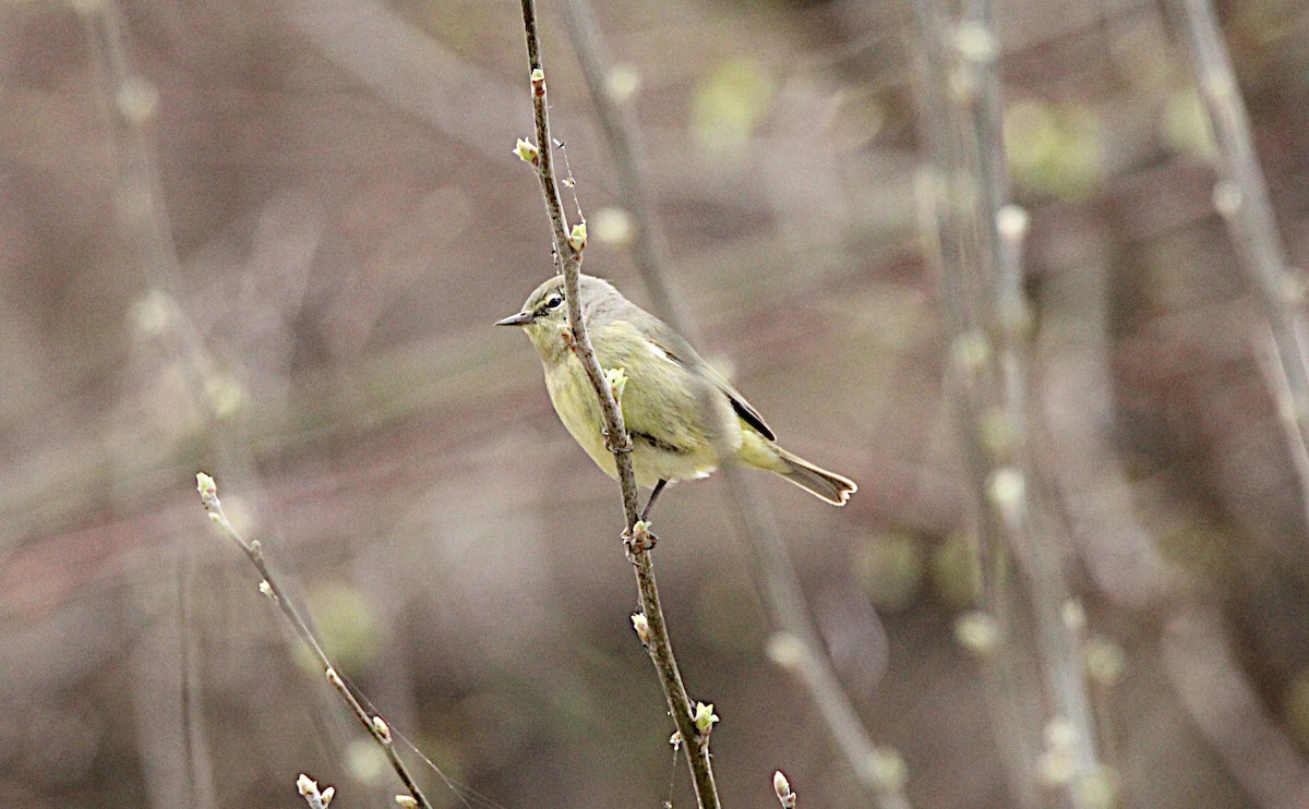 Orange-crowned Warbler - ML634792801