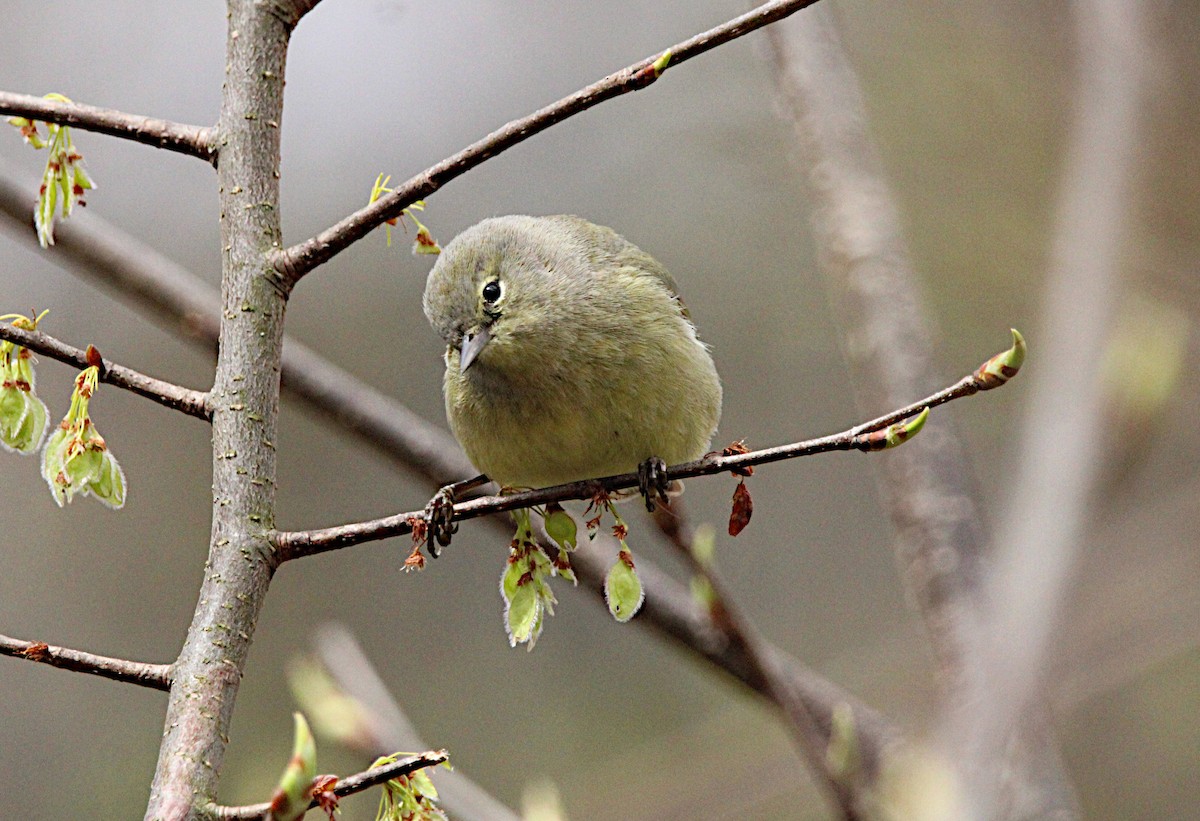 Orange-crowned Warbler - ML634792802