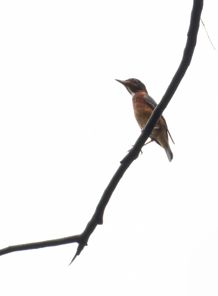 White-throated Rock-Thrush - ML634792805