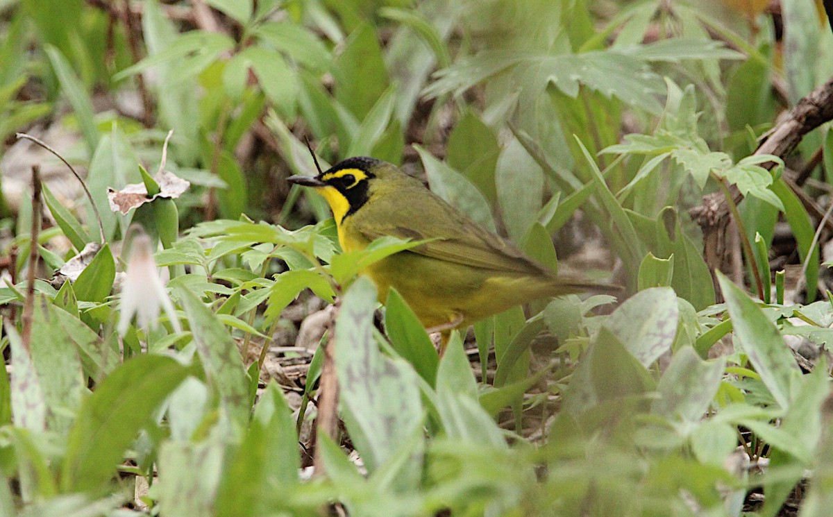 Kentucky Warbler - ML634792810