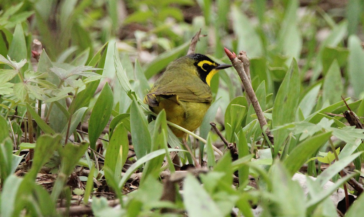 Kentucky Warbler - ML634792811