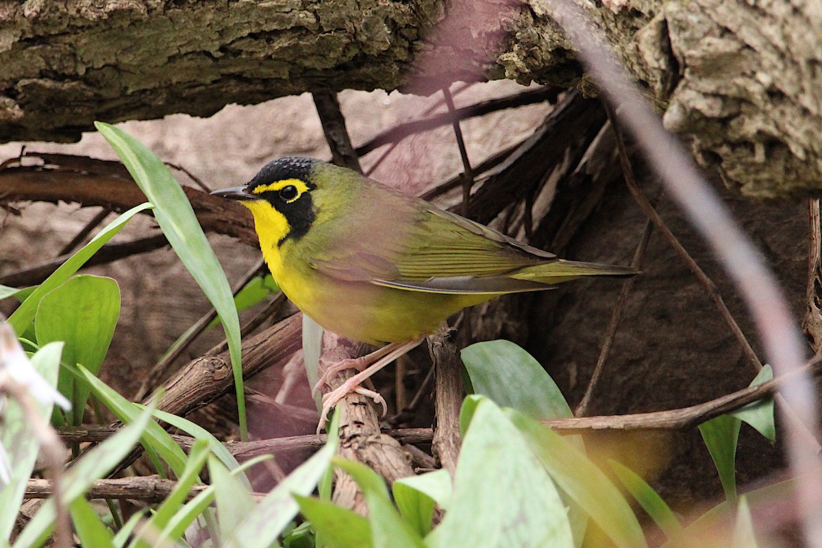Kentucky Warbler - ML634792812