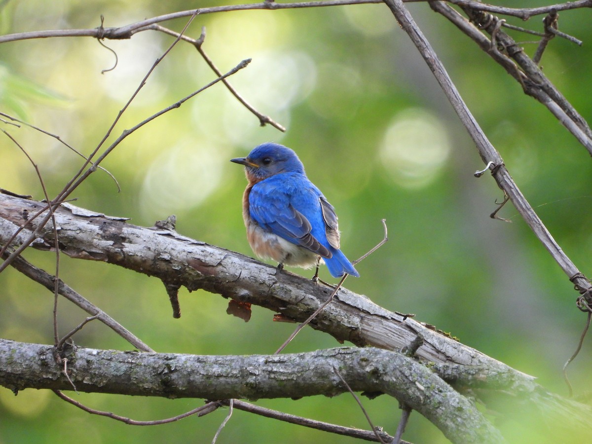 Eastern Bluebird - ML634792821