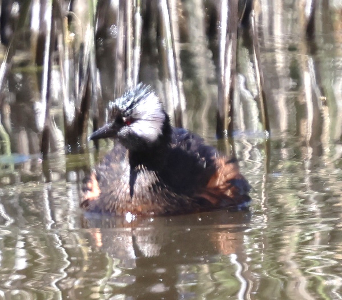 White-tufted Grebe - ML634792823