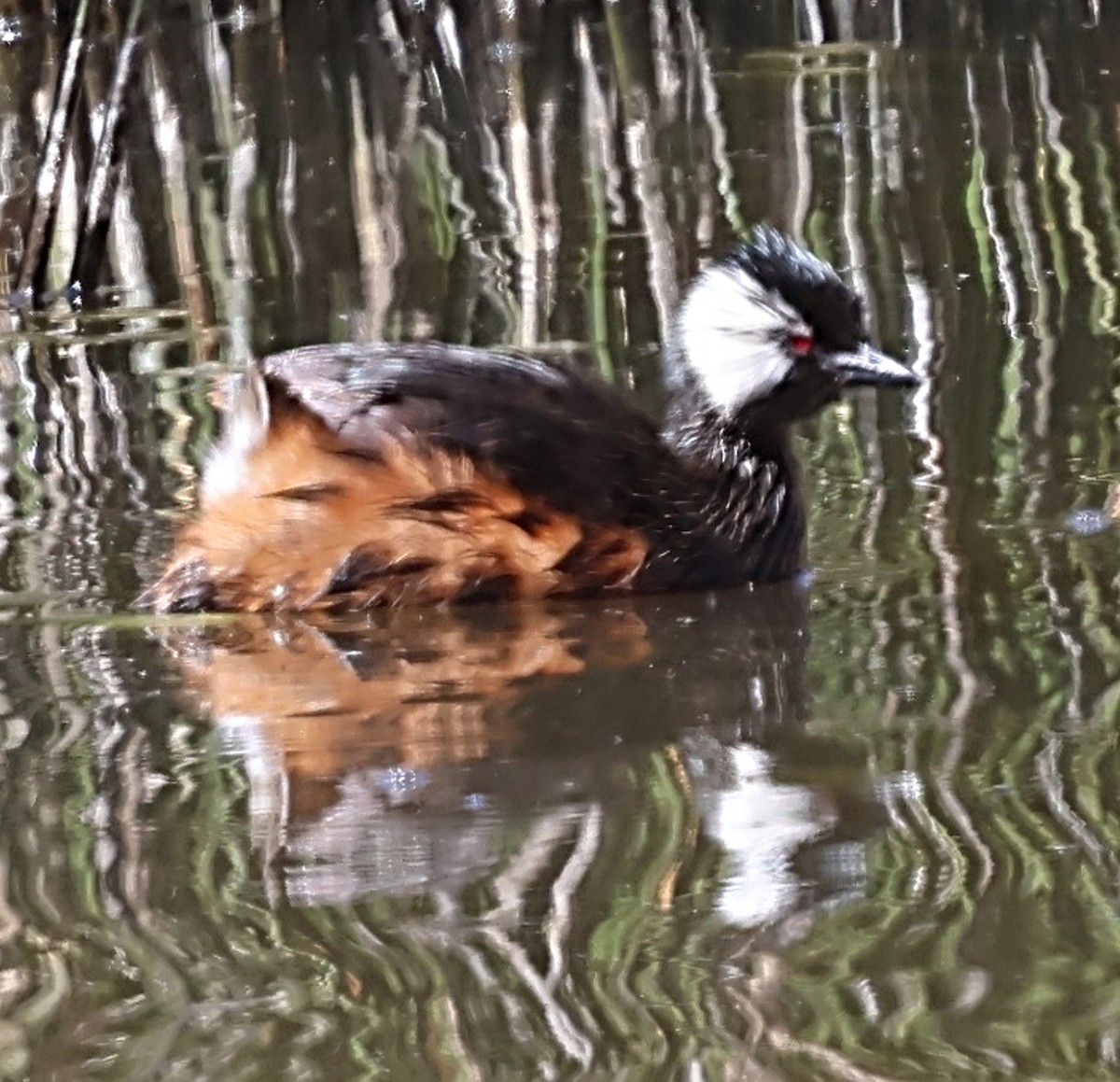 White-tufted Grebe - ML634792828