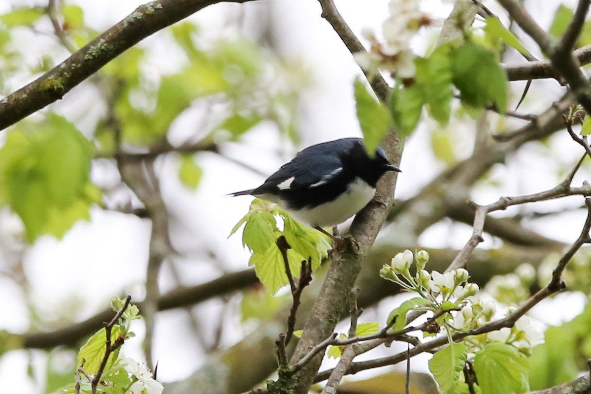 Black-throated Blue Warbler - ML634792864