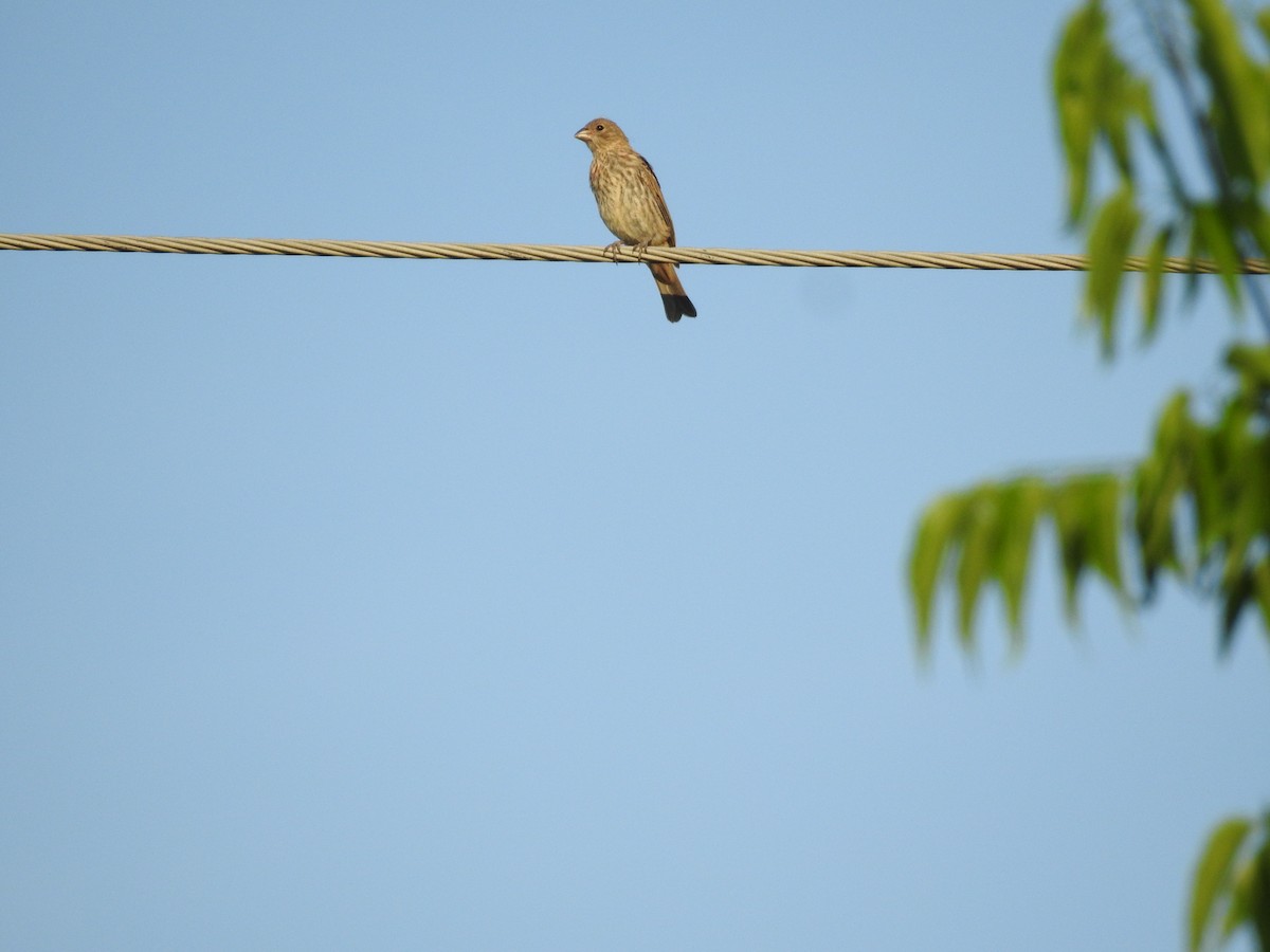 House Finch - ML634792895
