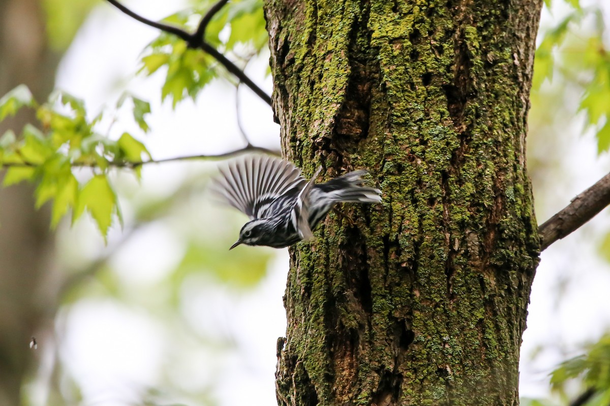 Black-and-white Warbler - ML634792896