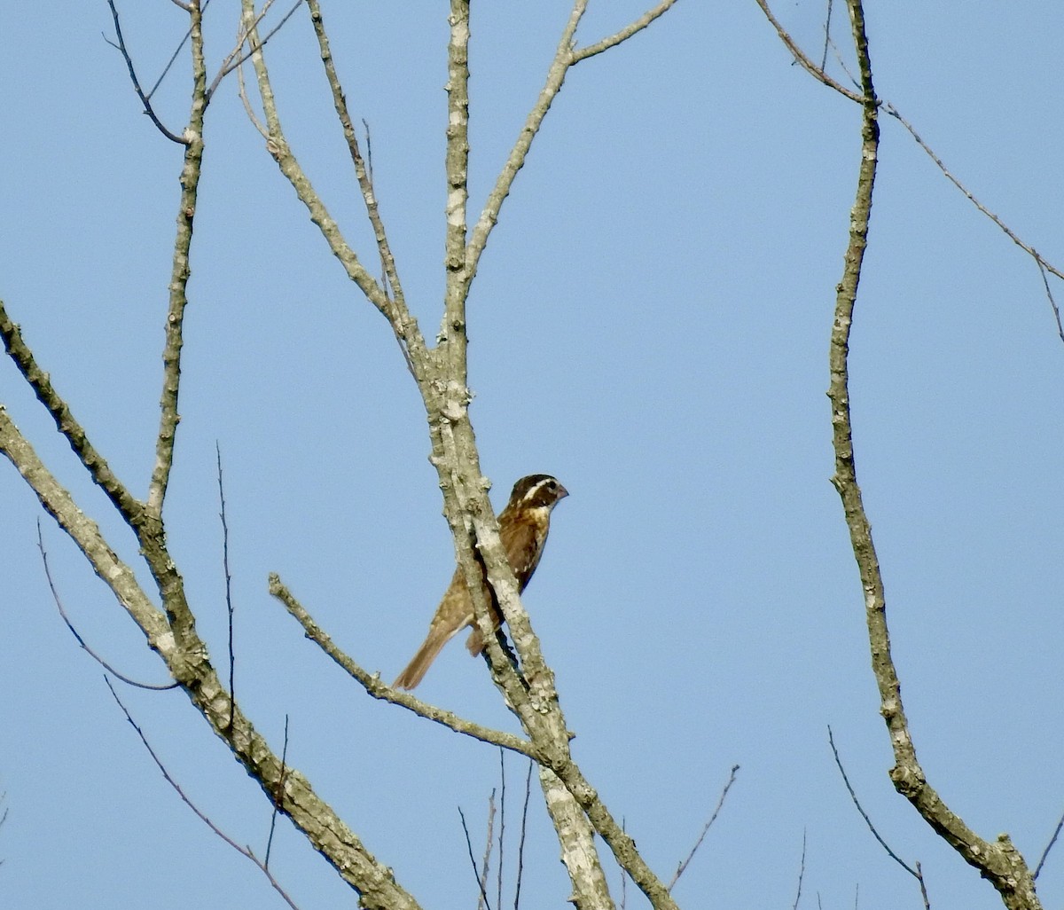 Rose-breasted Grosbeak - ML634792908