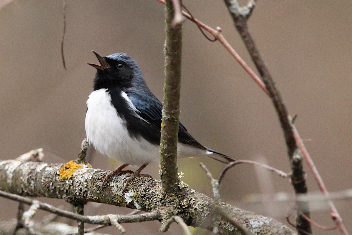 Black-throated Blue Warbler - ML634792911