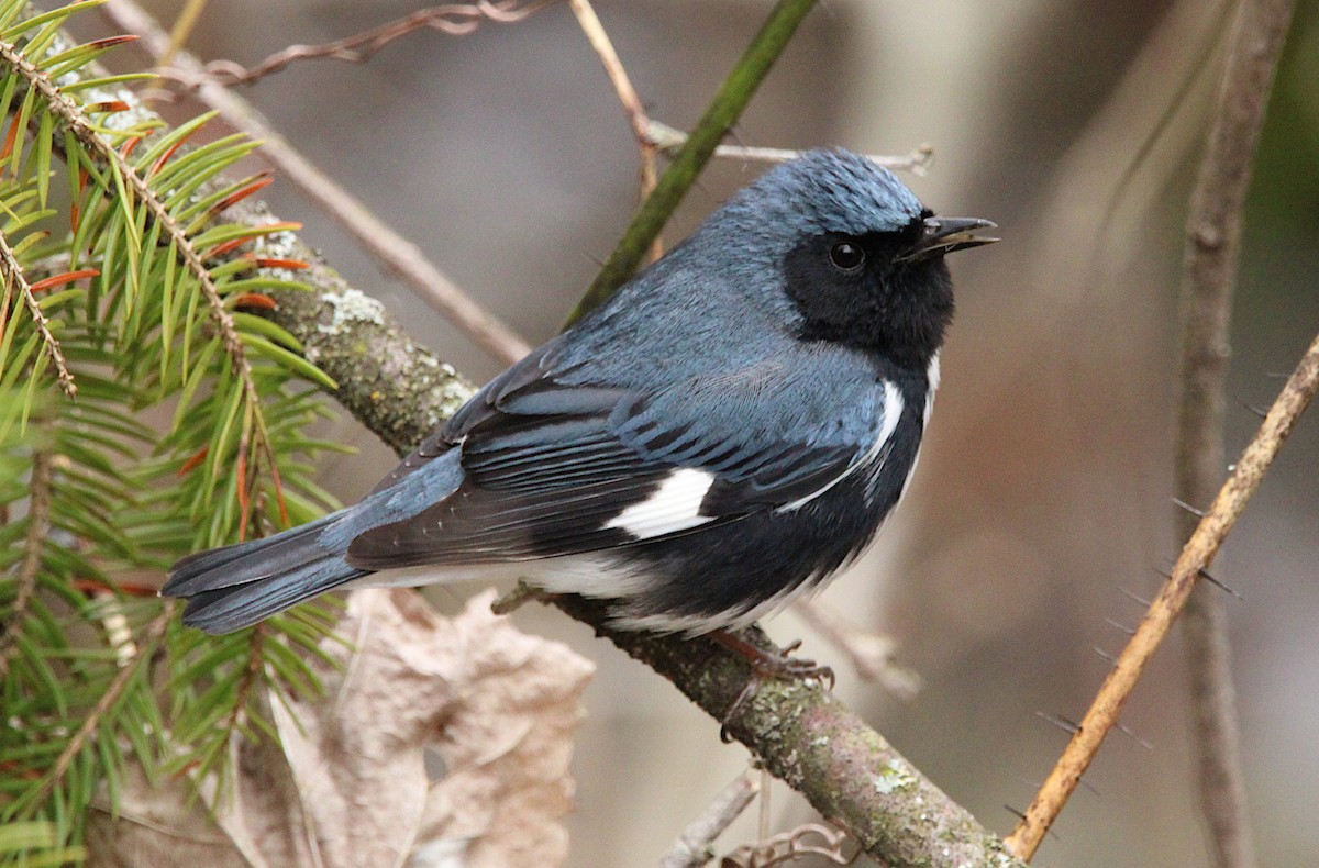 Black-throated Blue Warbler - ML634792912