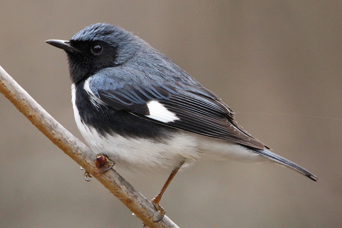 Black-throated Blue Warbler - ML634792913