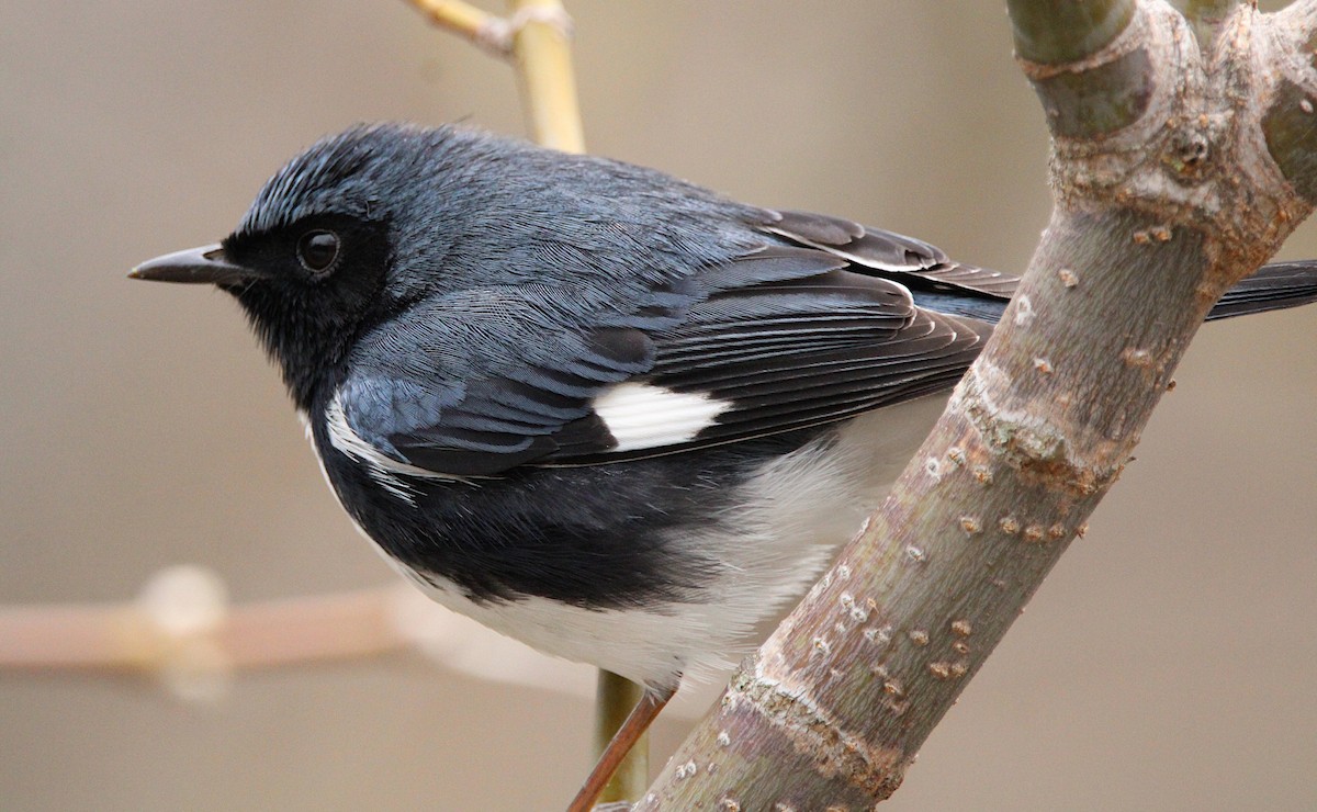 Black-throated Blue Warbler - ML634792914