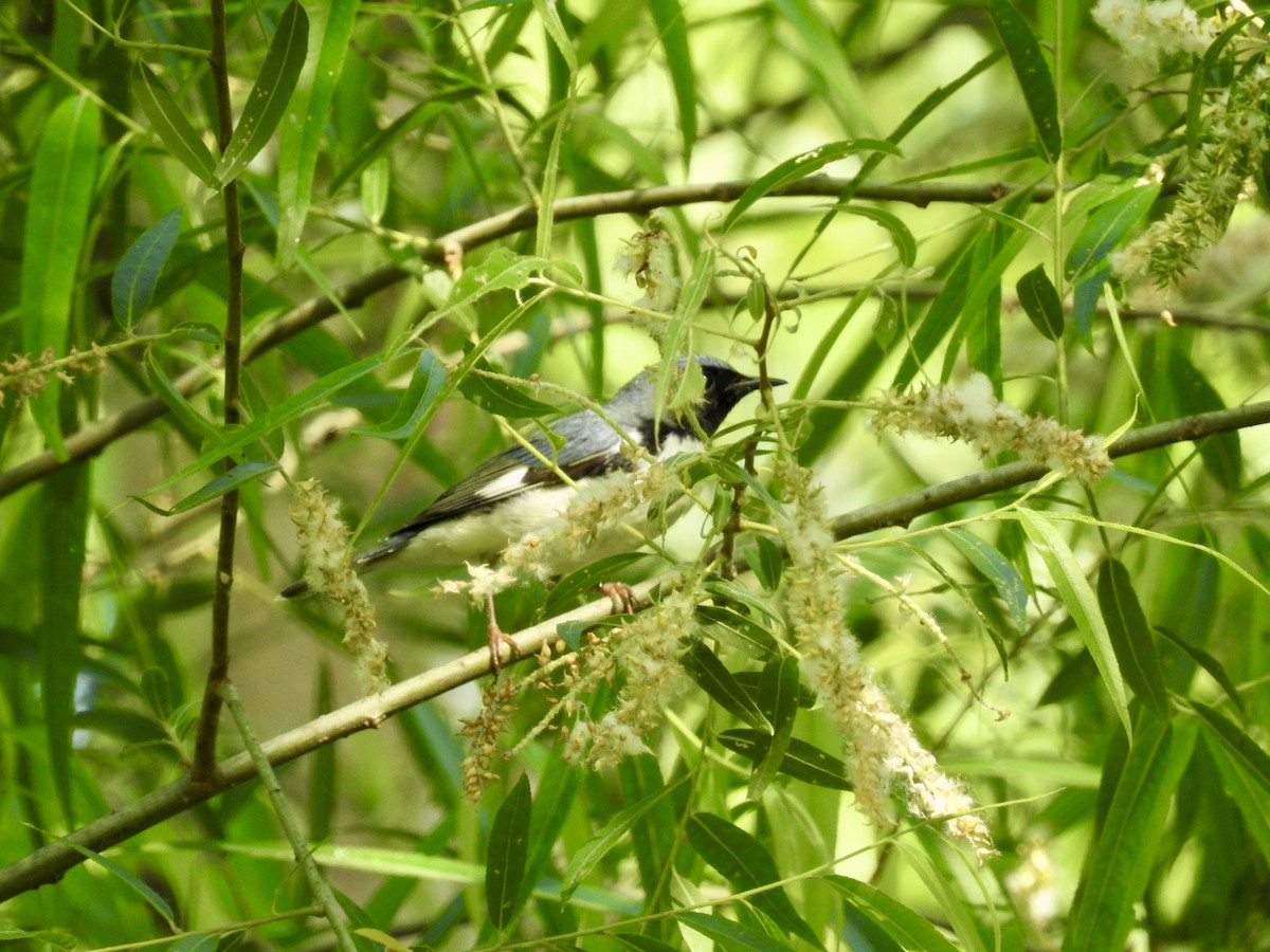 Black-throated Blue Warbler - ML634792924