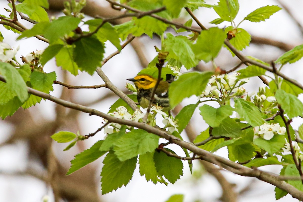 Black-throated Green Warbler - ML634792937