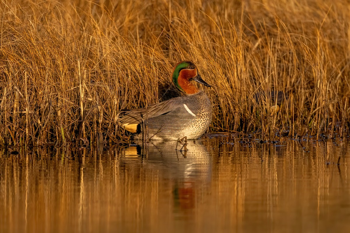 Green-winged Teal - ML634793007