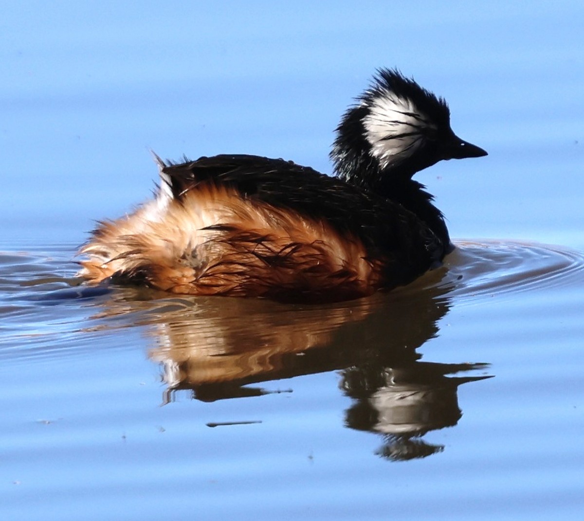 White-tufted Grebe - ML634793022