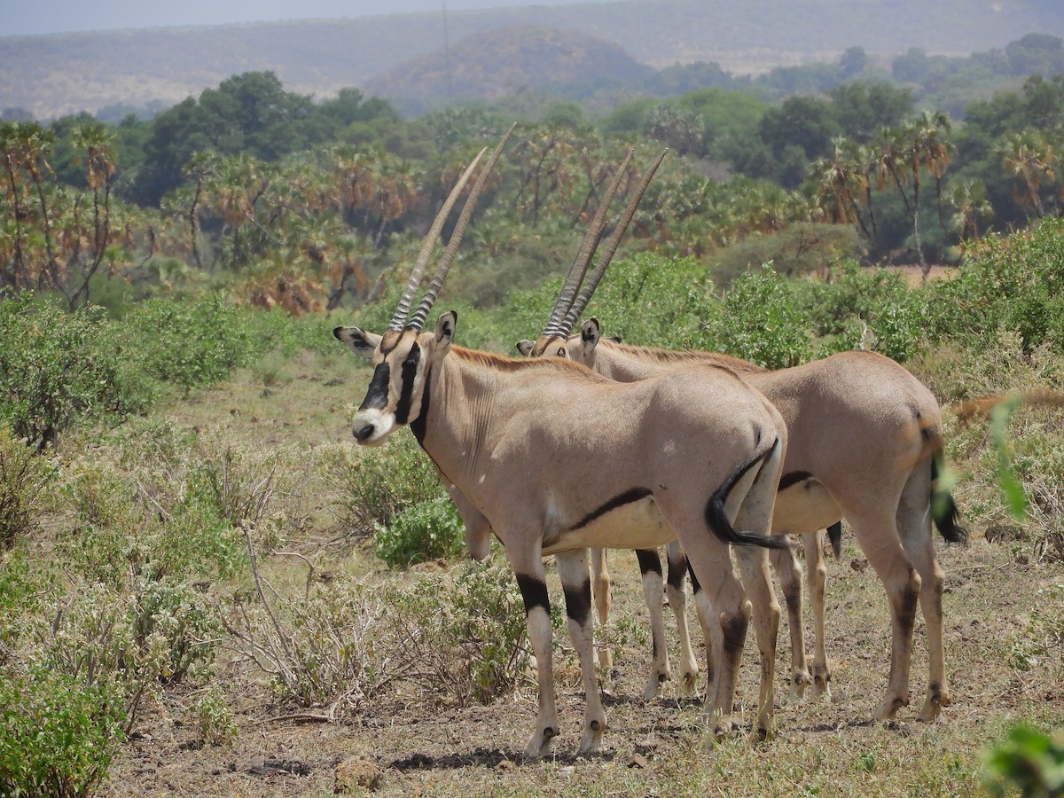 Beisa Oryx - ML634793050