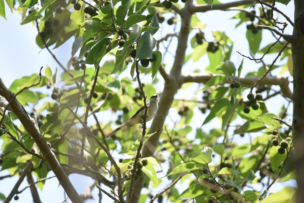Brown-rumped Minivet - ML634793088