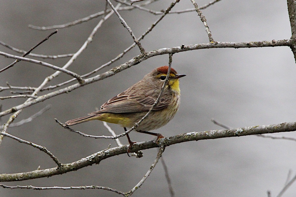 Palm Warbler - ML634793213