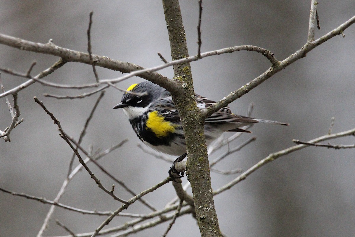 Yellow-rumped Warbler - ML634793220