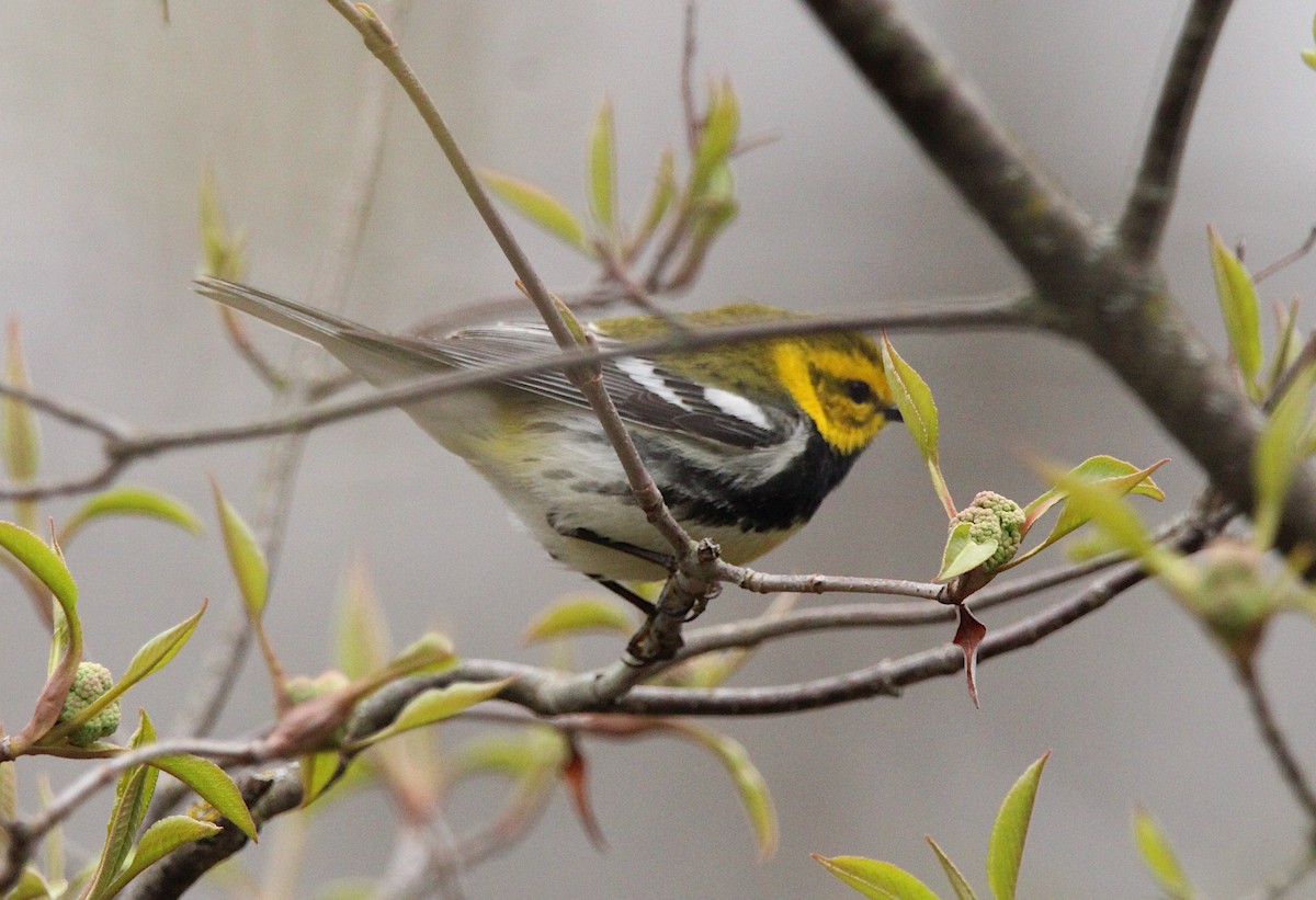 Black-throated Green Warbler - ML634793268