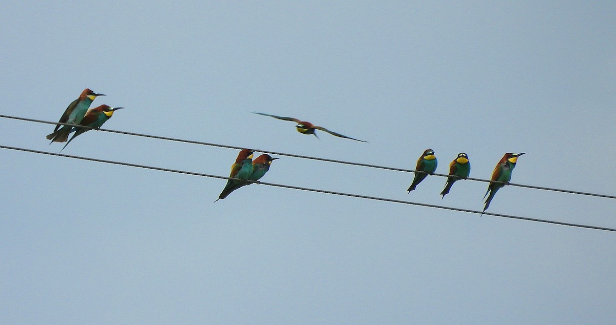 European Bee-eater - ML634793287