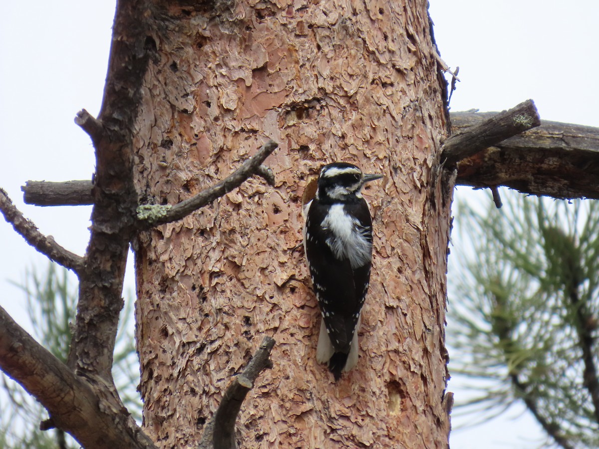 Hairy Woodpecker - ML634793315