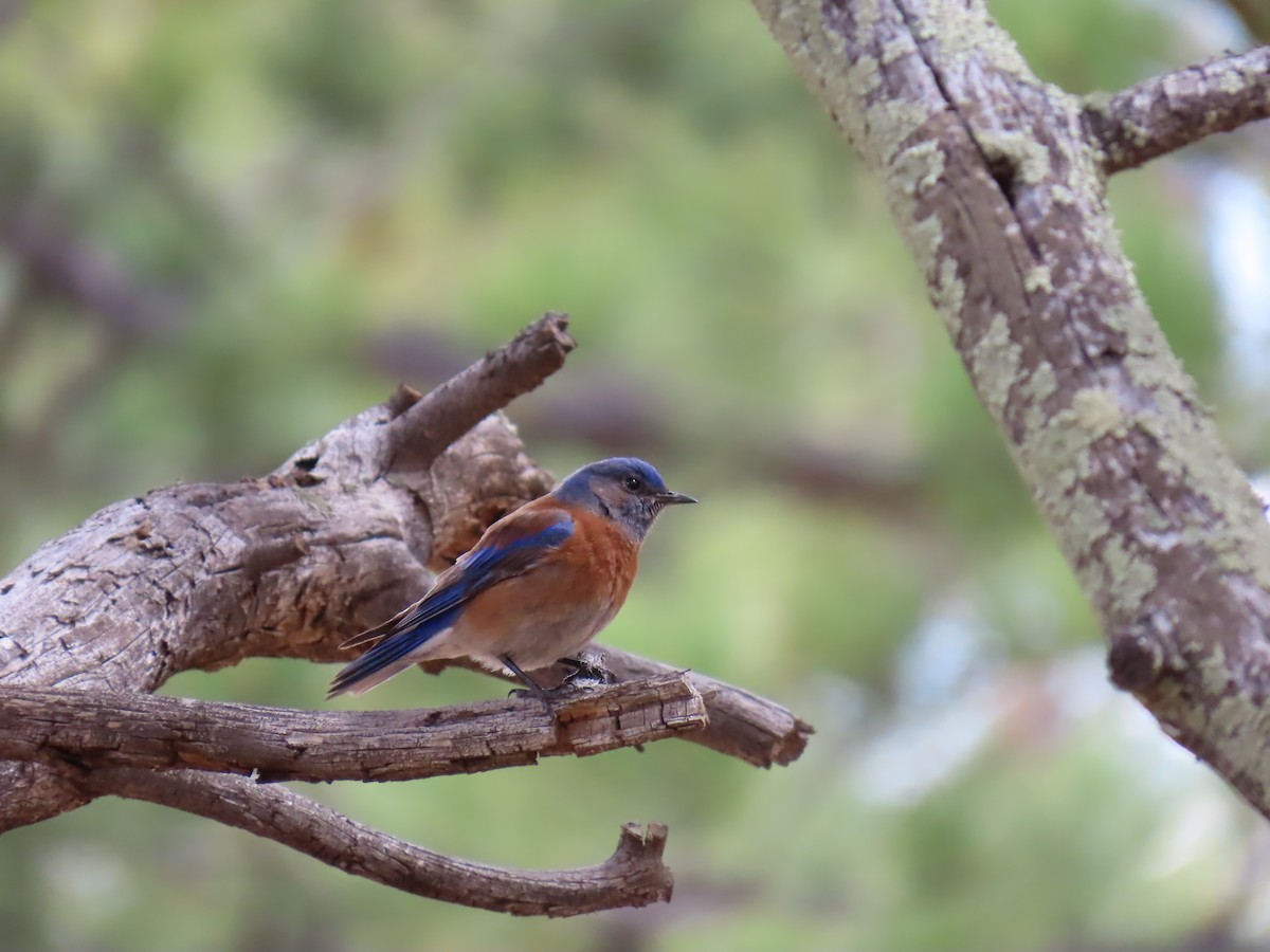 Western Bluebird - ML634793339