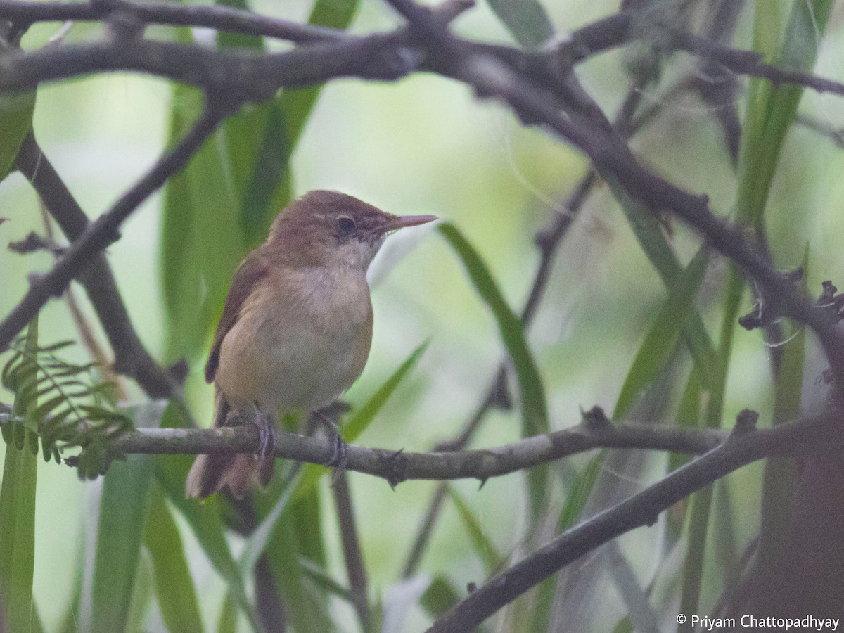קנית פינית - ML634793361