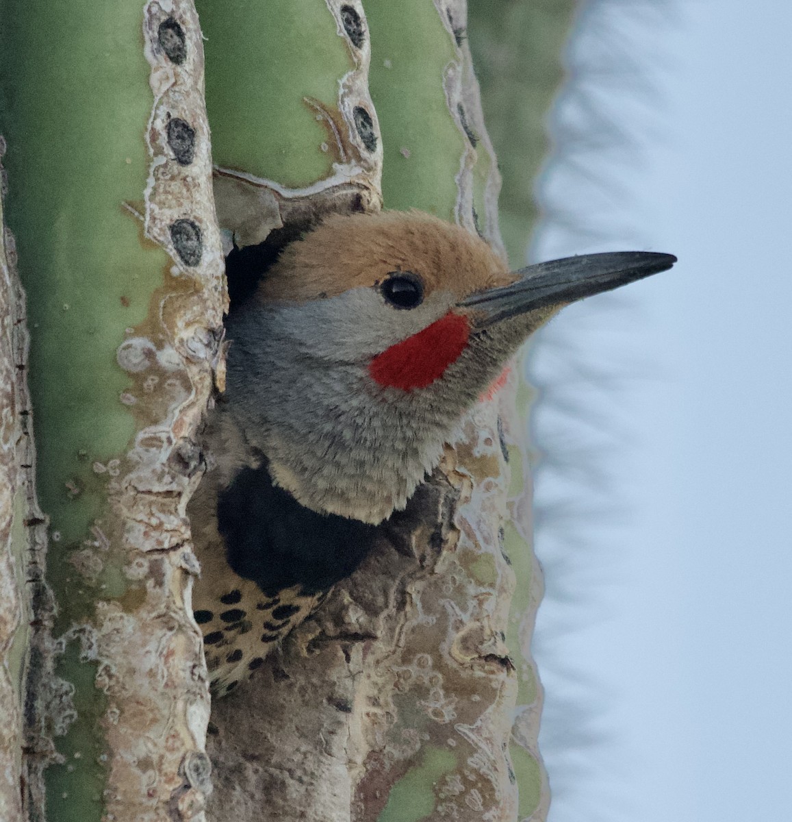 Gilded Flicker - ML634793412