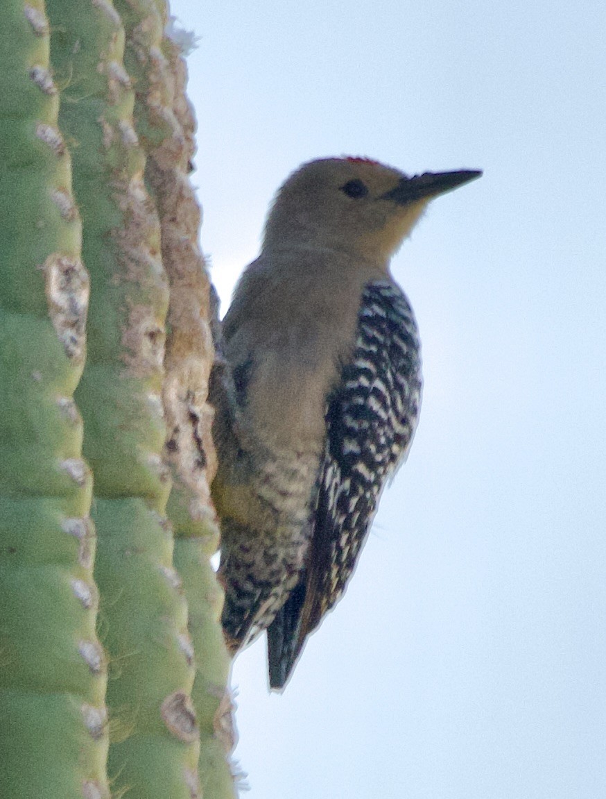 Gila Woodpecker - ML634793427