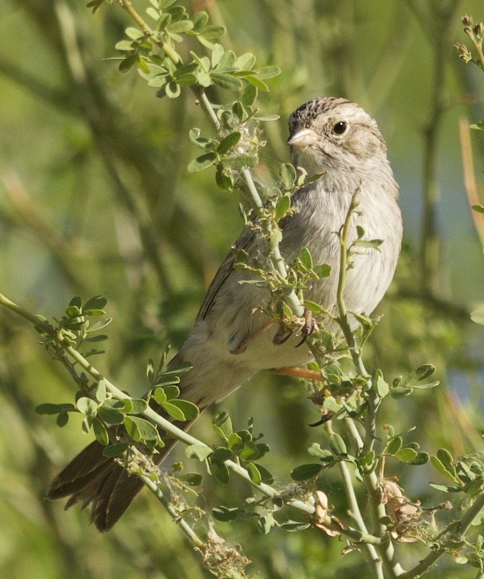 Brewer's Sparrow - ML634793453
