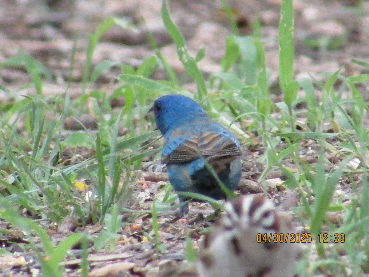 Indigo Bunting - ML634793471