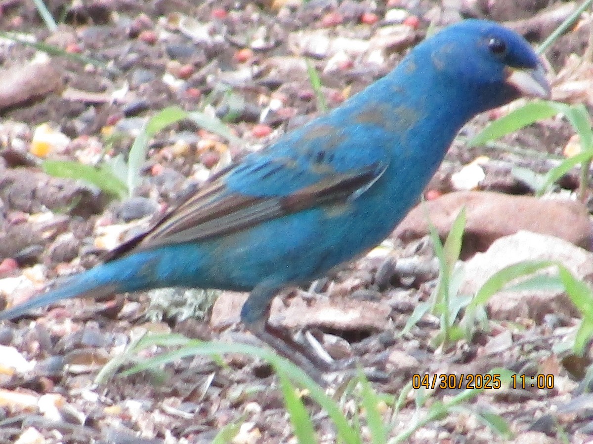Indigo Bunting - ML634793512